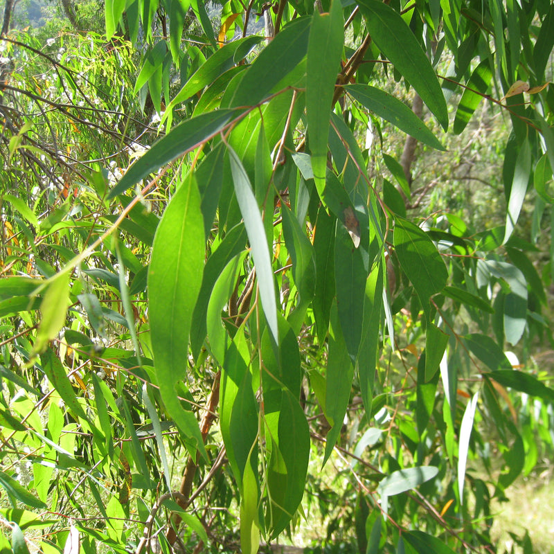 Eucalyptus, Radiata Organic  (Eucalyptus radiata) South Africa