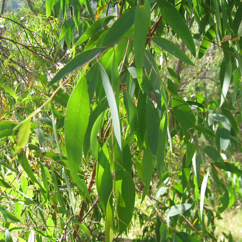 Eucalyptus, Radiata Organic (Eucalyptus radiata) South Africa