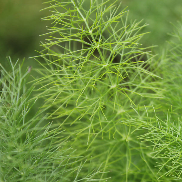 Fennel, Sweet Organic (Foeniculum vulgare) Hungary