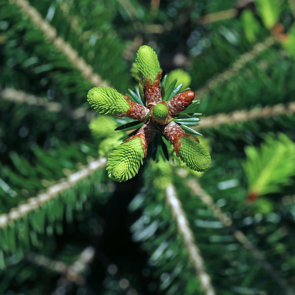 Fir Silver, Wild Crafted  (Abies alba) Austria