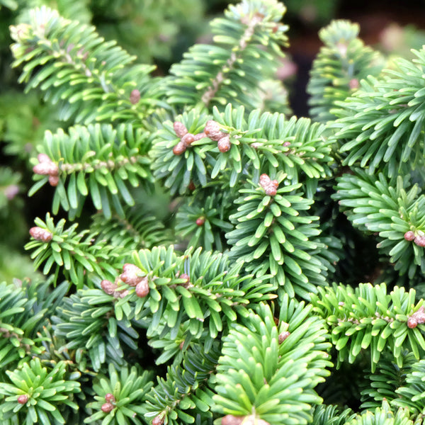 Fir, Balsam Organic (Abies balsamea) Canada