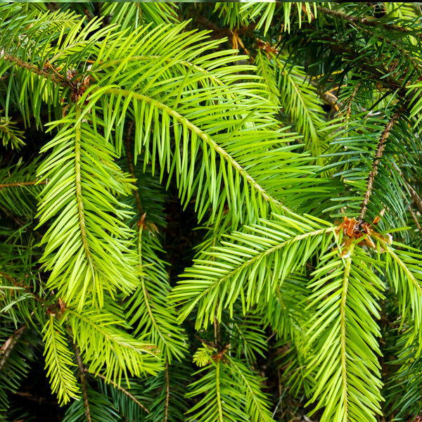 Fir, Douglas Wild Crafted (Pseudotsuga menziesii) Canada