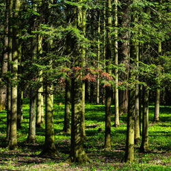 Fir, Siberian Wildcrafted(Abies sibirica) Russia