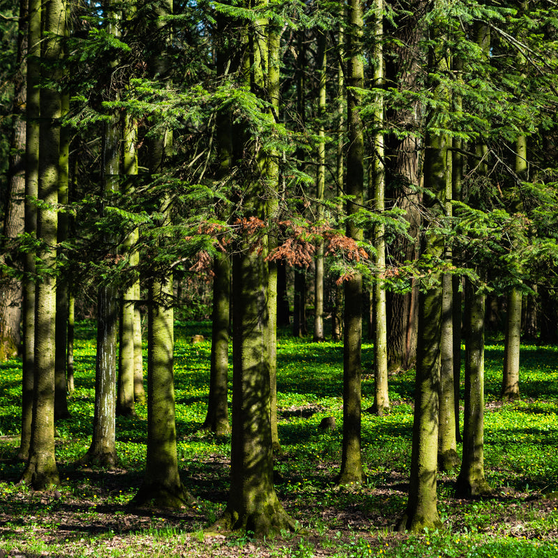 Fir, Siberian Wildcrafted(Abies sibirica) Russia