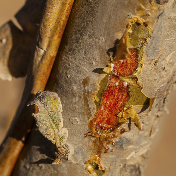 Frankincense Sacra Wild Crafted  (Boswellia sacra) Oman