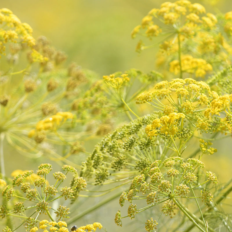 Galbanum Wild Crafted (Ferula galbaniflua) Iran