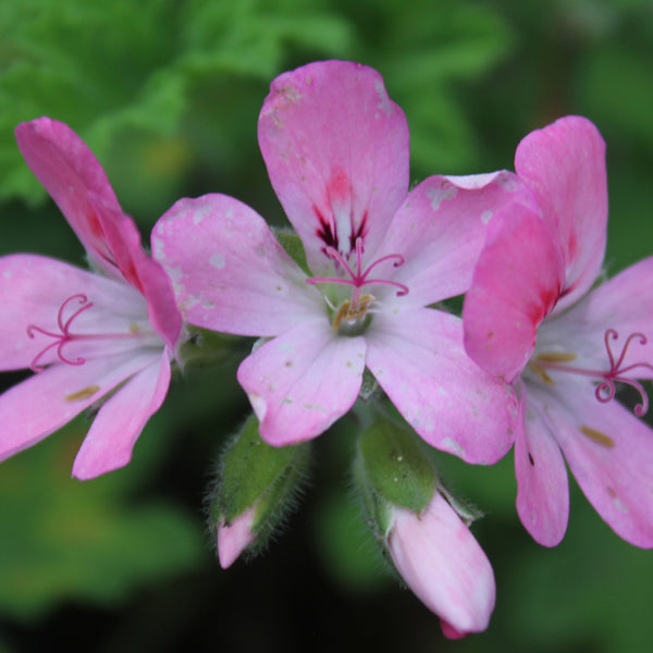 Geranium, Bourbon (Pelargonium graveolens) Reunion