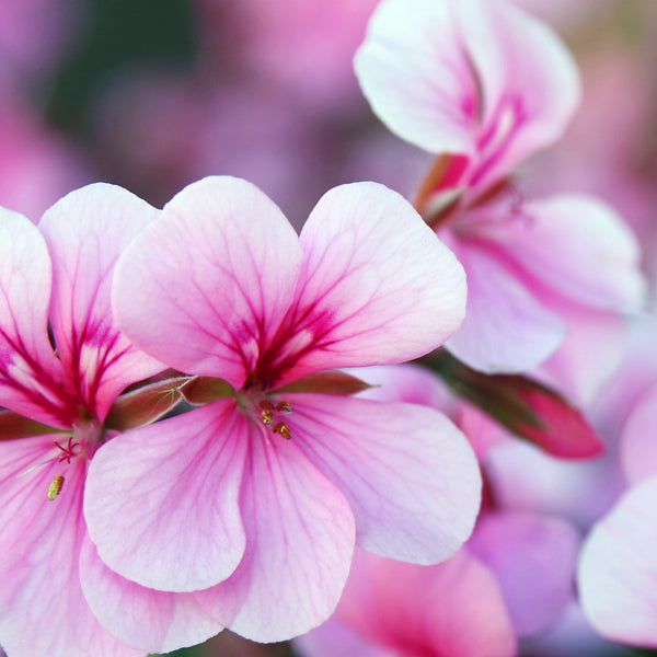 Geranium, Rose Organic (Pelargonium roseum) Madagascar