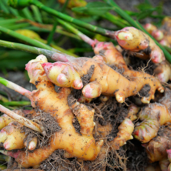 Ginger Fresh Organic  (Zingiber officinale) Madagascar