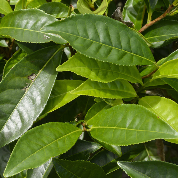 Green Tea Absolute (Camelia sinensis) France