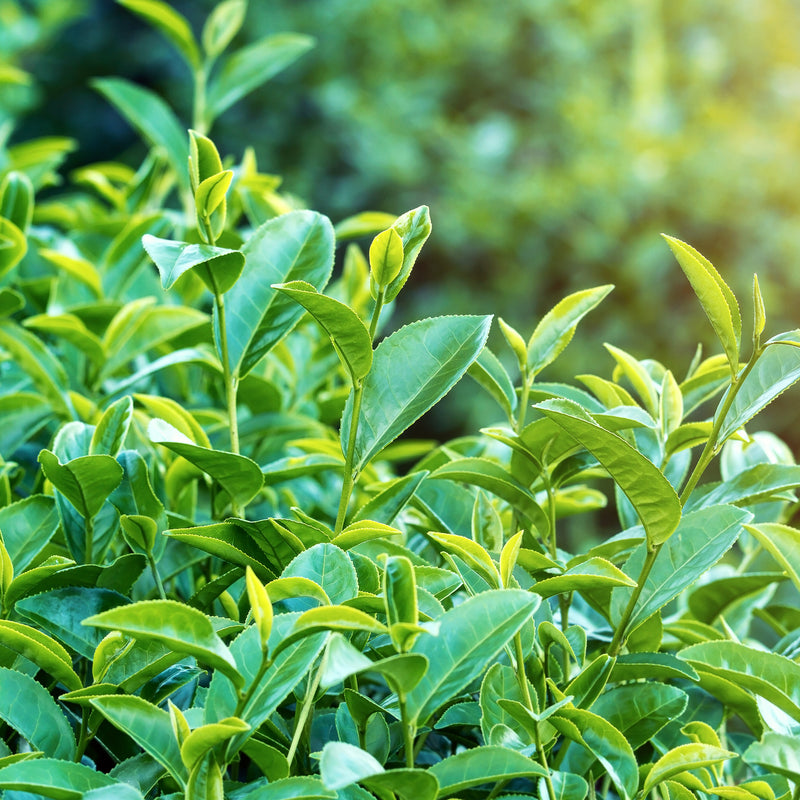 Green Tea Absolute (Camelia sinensis) France