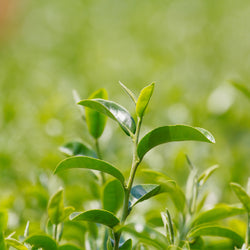 Green Tea CO2 Organic (Camelia sinensis) China