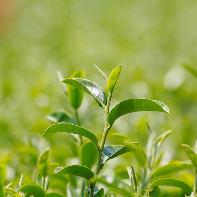 Green Tea CO2 Organic (Camelia sinensis) China