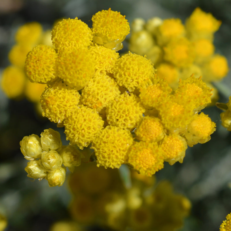 Helichrysum Organic (Helichrysum italicum) Corsica