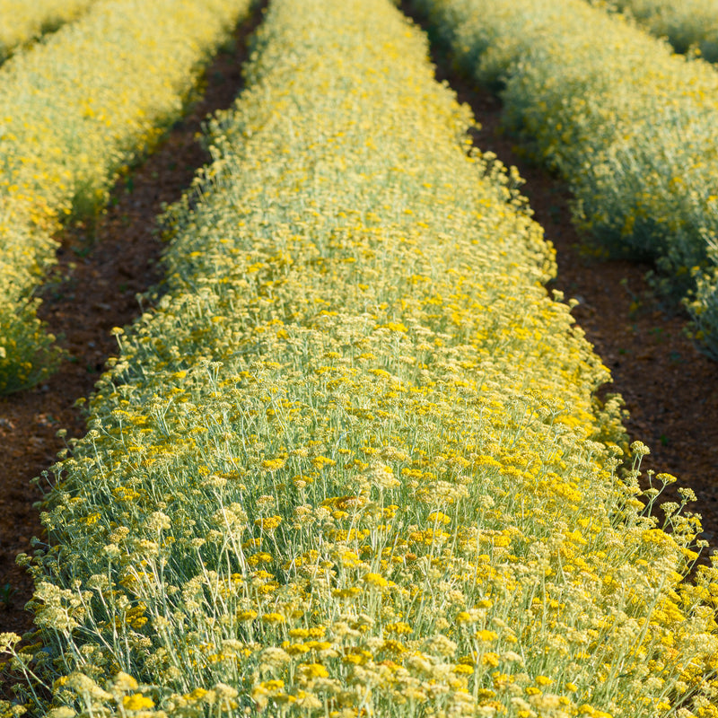 Helichrysum ONC (Helichrysum italicum) France