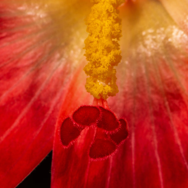 Ambrette Seed CO2 (Hibiscus abelmoschus) India