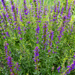 Hyssop Organic (Hyssopus officianalis) Spain