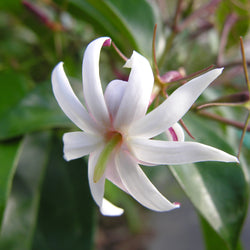 Jasmine Grand Absolute (Jasmine grandiflorum) India