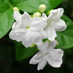 Jasmine Sambac (Jasmine sambac) India