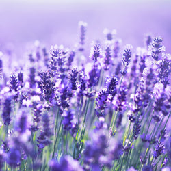 Lavender Ecocert (Lavandula angustifolia) Bulgaria