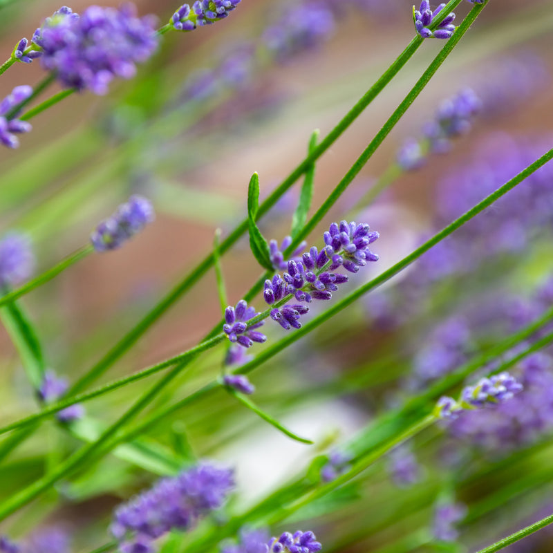 Lavender Organic (Lavandula angustifolia) Bulgaria