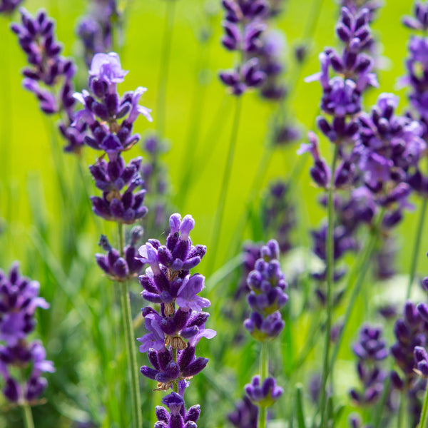 Lavender Absolute (Lavandula officinalis) France