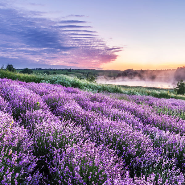 Lavender Organic (Lavandula angustifolia) USA