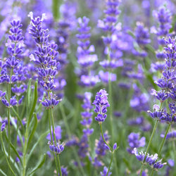 organic english lavender plants Lavender, Organic (Lavandula angustifolia) Greece – Lunaroma Aromatic Apothecary