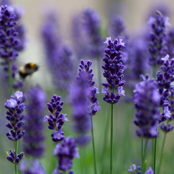 Lavender Wild Crafted (Lavandula angustifolia) France