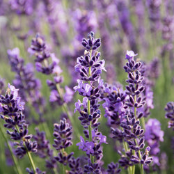 Lavender Hand Soap