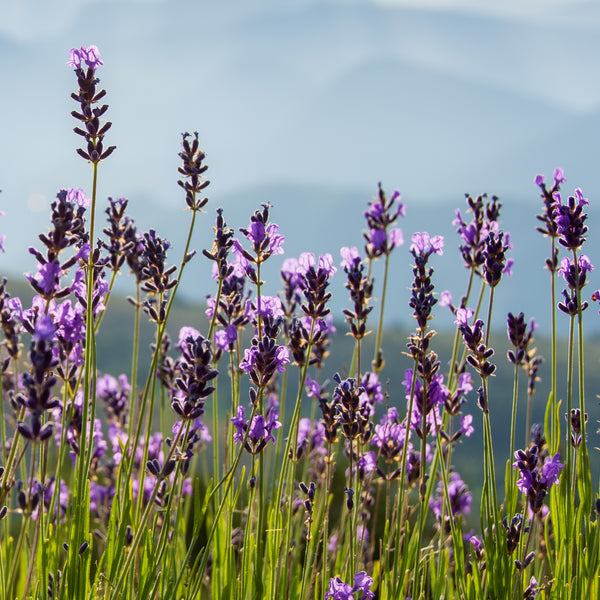 Lavender Highland (Lavandula angustifolia) France