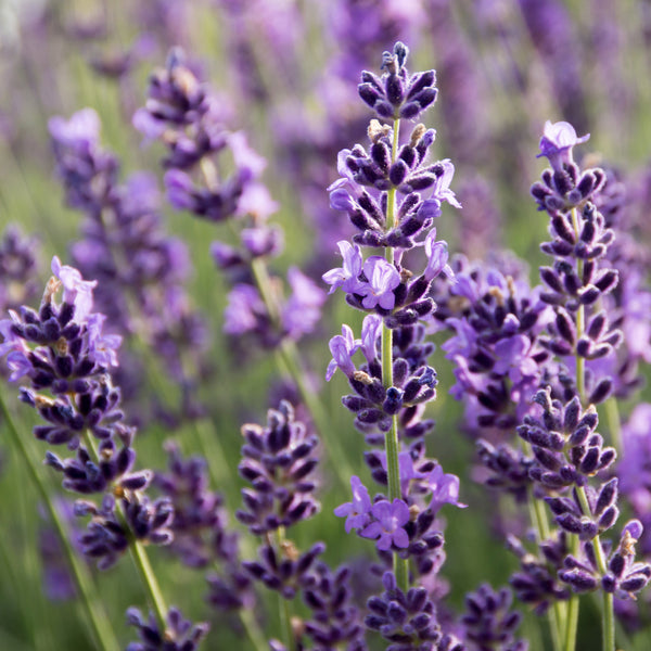 Lavender (Lavandula angustifolia) France