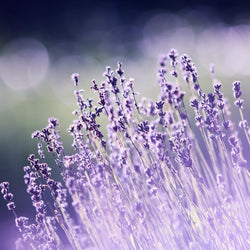 Lavender Honey Bath