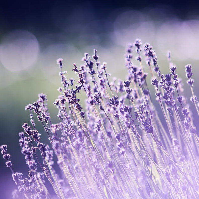 Lavender Honey Bath