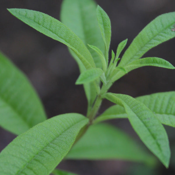 Lemon Verbena Organic (Lippia Citriodora) Spain