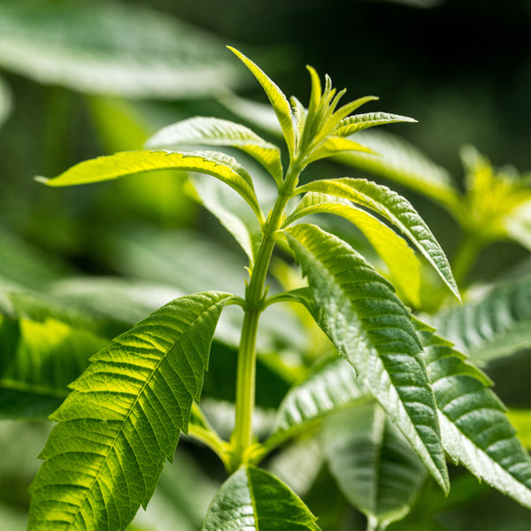 Lemon Verbena Organic (Lippia Citriodora) Spain