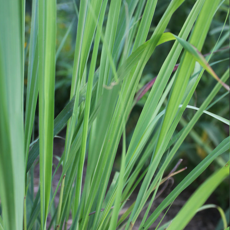 Lemongrass Organic (Cymbopogon flexuous) India