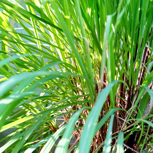 Lemongrass (Cymbopogon citratus) India