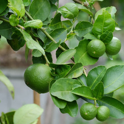 Lime Organic (Citrus aurantifolia) Sri Lanka