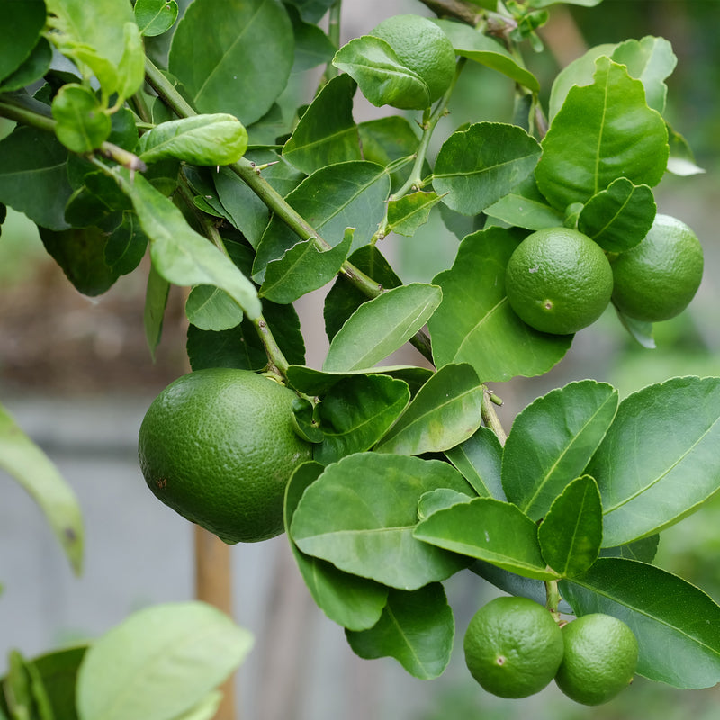 Lime Organic (Citrus aurantifolia) Sri Lanka