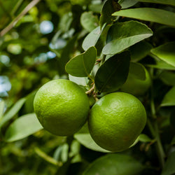 Lime Organic (Citrus aurantifolia) West Indies