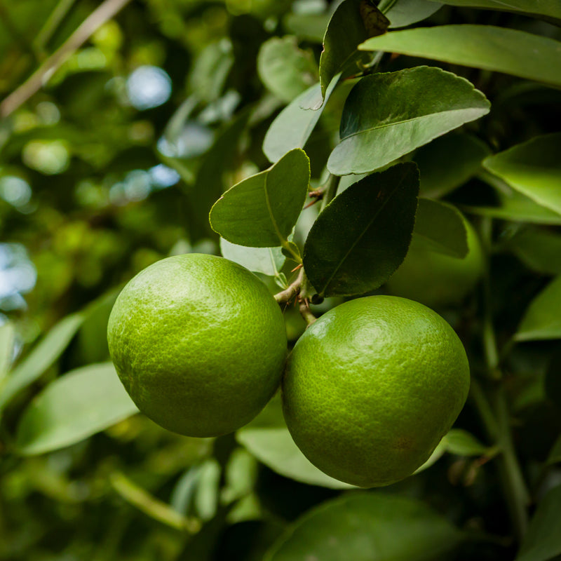 Lime Organic (Citrus aurantifolia) West Indies