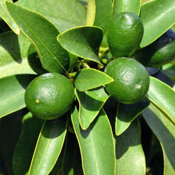 Lime, Key (Citrus aurantifolia) Peru