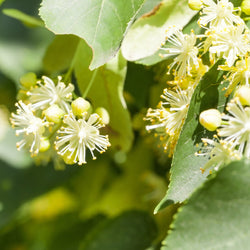 Linden Blossom CO2 (Tilia cordata) Bulgaria