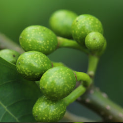 Litsea, May Chang Organic (Litsea cubeba) China