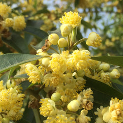 Litsea, May Chang (Litsea cubeba) China