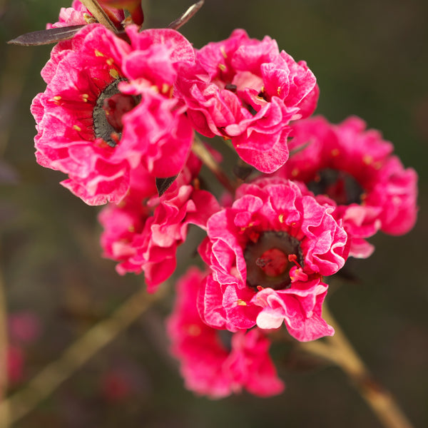 Manuka Wild Crafted (Leptospermum scoparium) New Zealand