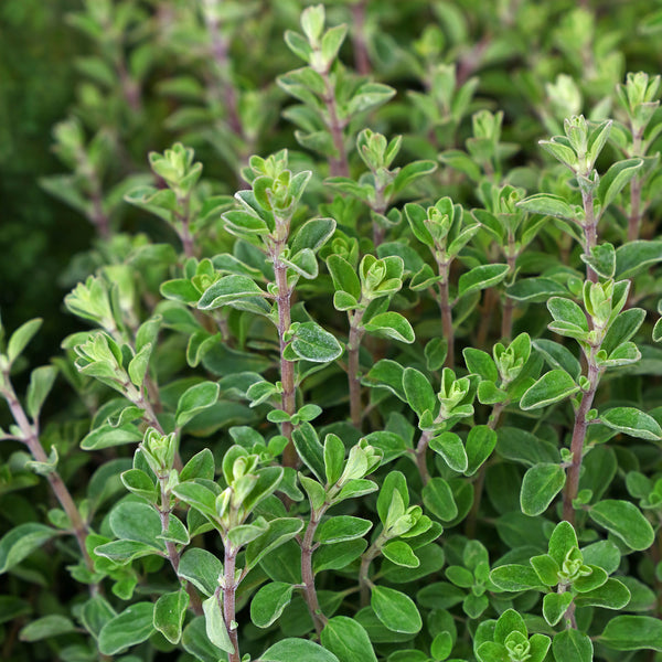 Marjoram, Sweet Organic (Origanum marjoram) Egypt