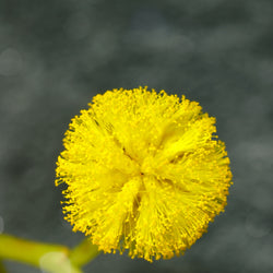 Mimosa Absolute (Acacia decurrens) India
