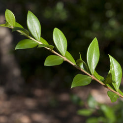 Myrtle Organic (Myrtus communis) Morocco